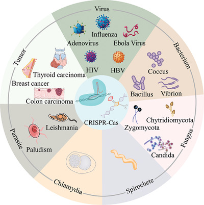 CRISPR-Cas system for biomedical diagnostic platforms