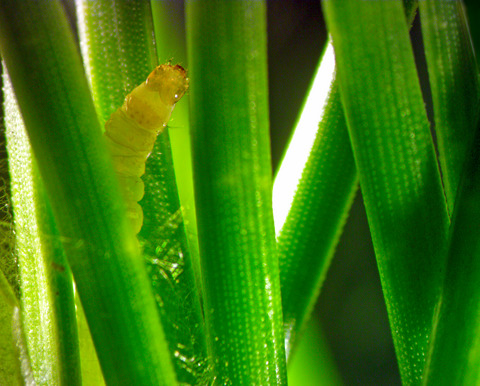 Host-mediated shift in the cold tolerance of an invasive insect