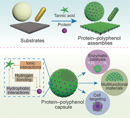 Polyphenol-Mediated Assembly of Proteins for Engineering Functional Materials