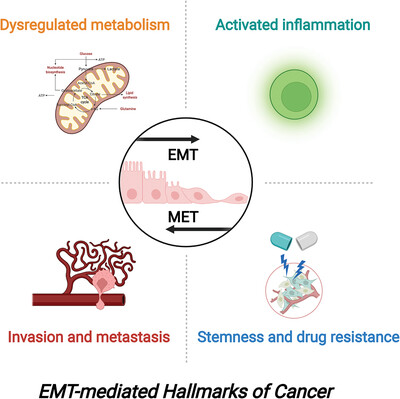 Epithelial–mesenchymal transition: The history, regulatory mechanism, and cancer therapeutic opportunities
