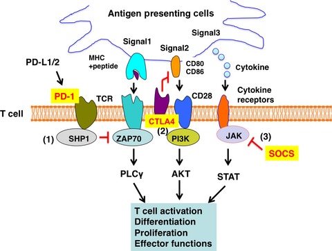 Suppressors of cytokine signaling: Potential immune checkpoint molecules for cancer immunotherapy
