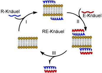 RE Coil: An Antimicrobial Peptide Regulator