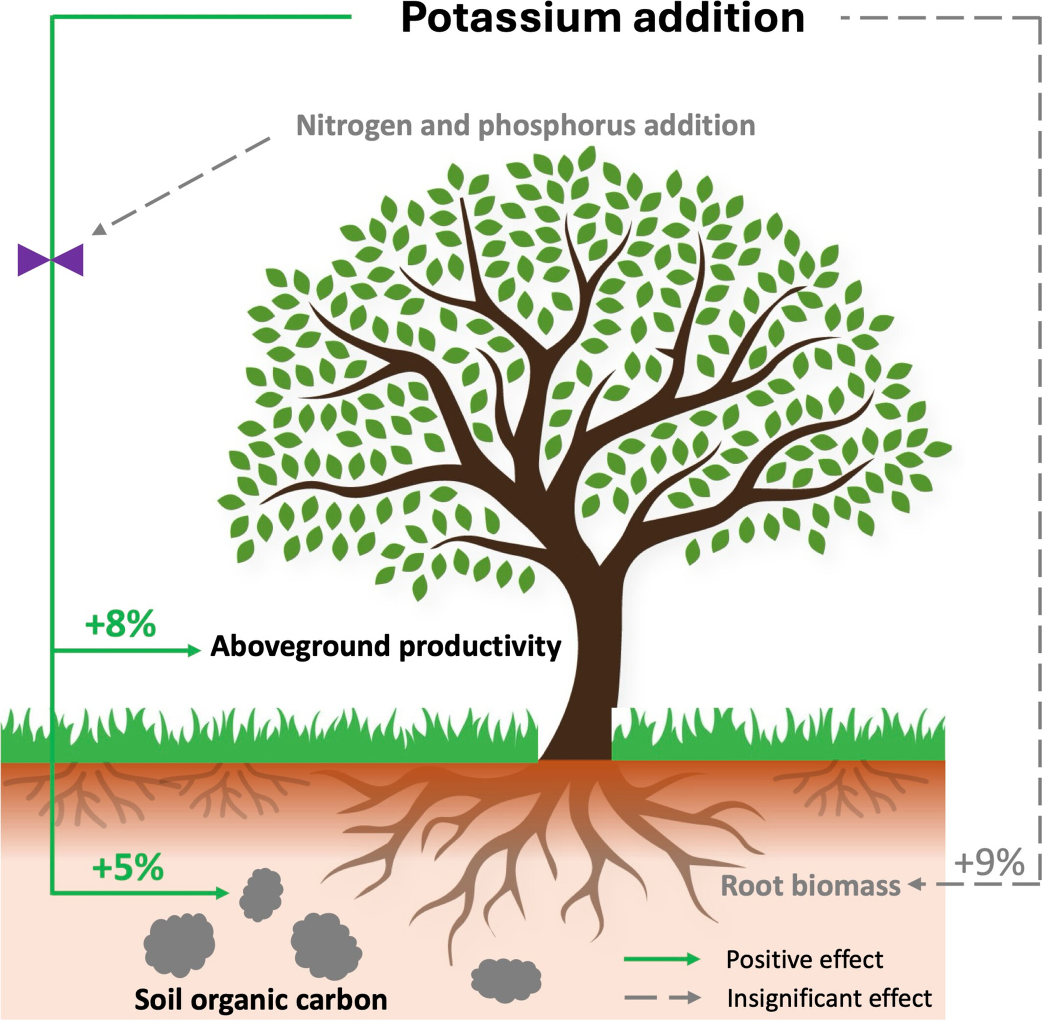 Alleviating Nitrogen and Phosphorus Limitation Does Not Amplify Potassium-Induced Increase in Terrestrial Biomass