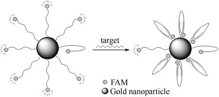 Homogeneous DNA Detection Based on Fluorescence Quenching by Nanoparticles in Single-step Format: Target-Induced Configuration Transform