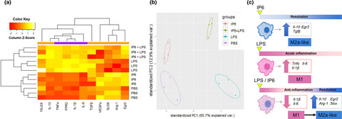 Inositol hexaphosphate modulates the behavior of macrophages through alteration of gene expression involved in pathways of pro- and anti-inflammatory responses, and resolution of inflammation pathways