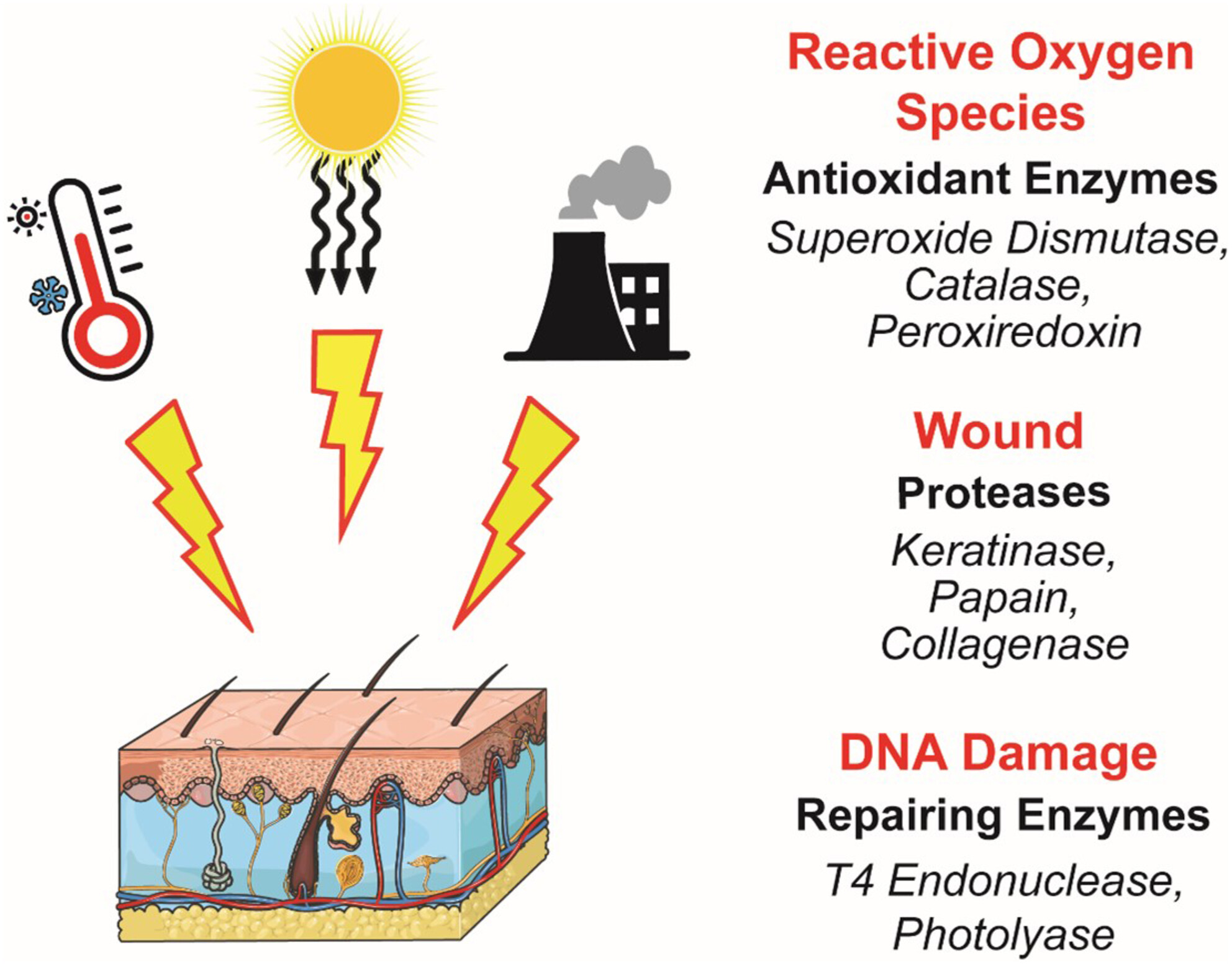 Enzymes for dermatological use