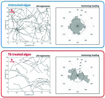 Incorporation of Terbium into a Microalga Leads to Magnetotactic Swimmers