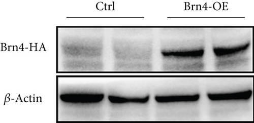 Details are in the caption following the image