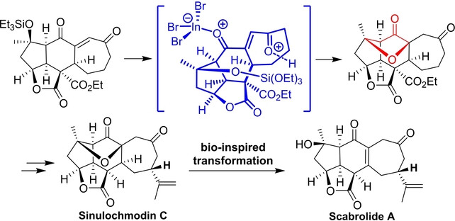 Structure-Unit-Based Total Synthesis of (−)-Sinulochmodin C