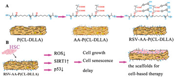 Fabrication of Resveratrol-Loaded Scaffolds and Their Application for Delaying Cell Senescence In Vitro