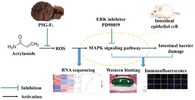 Molecular Mechanisms Associated with Protecting IEC-6 Cells from Acrylamide-Induced Tight Junction Damage by Ganoderma atrum Polysaccharide