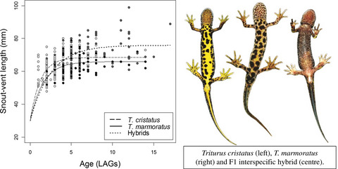 Testing the hybrid superiority hypothesis in crested and marbled newts