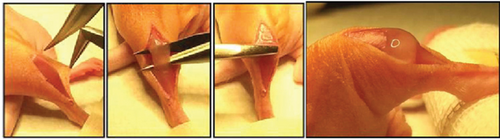 Details are in the caption following the image Details are in the caption following the image