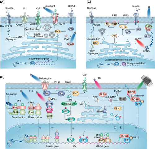 Details are in the caption following the image Details are in the caption following the image