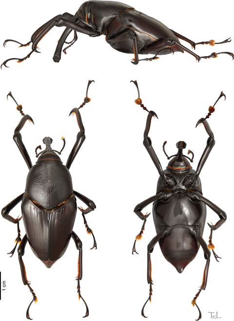 First phylogenetic analysis of Dryophthorinae (Coleoptera, Curculionidae) based on structural alignment of ribosomal DNA reveals Cenozoic diversification