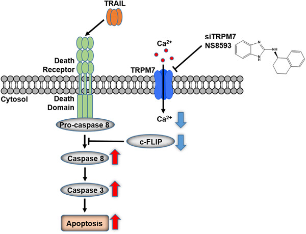 Suppression of TRPM7 enhances TRAIL-induced apoptosis in triple-negative breast cancer cells