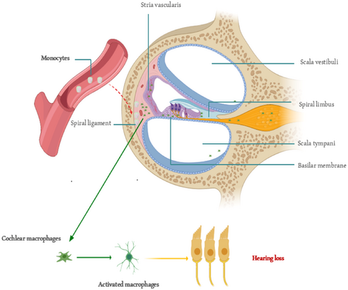 Details are in the caption following the image Details are in the caption following the image