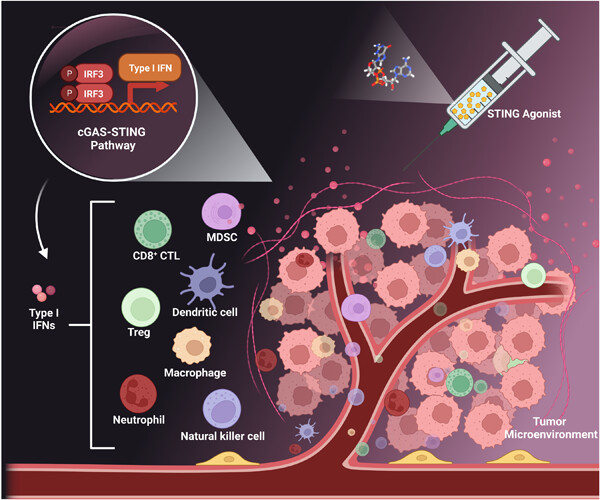 cGAS-STING signaling in cancer: Regulation and therapeutic targeting