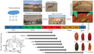 Analysis on the relationship between winter precipitation and the annual variation of horse stomach fly community in arid desert steppe, Northwest China (2007–2019)