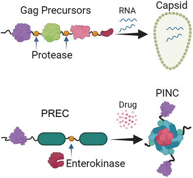 A Versatile Virus-Mimetic Engineering Approach for Concurrent Protein Nanocage Surface-Functionalization and Cargo Encapsulation