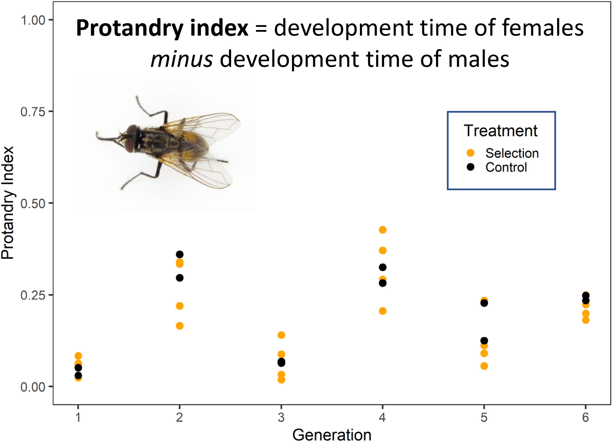 Selection for increased sexual bimaturism in the common housefly, Musca domestica