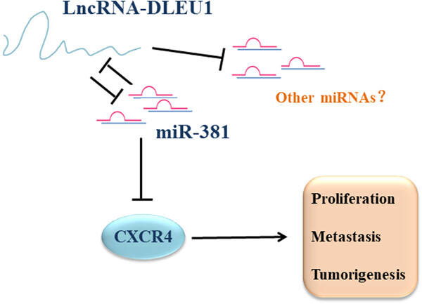 Long noncoding RNA DLEU1 aggravates pancreatic ductal adenocarcinoma carcinogenesis via the miR-381/CXCR4 axis