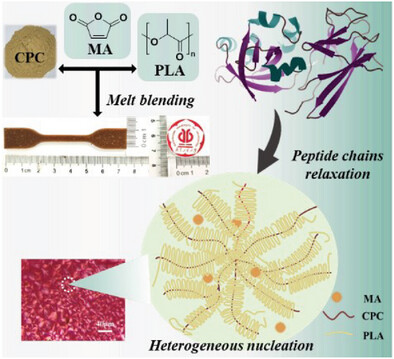 Characterization and Properties of Polylactic Acid/Cottonseed Protein Bioplastics