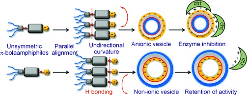Hydrogen-Bond-Regulated Distinct Functional-Group Display at the Inner and Outer Wall of Vesicles
