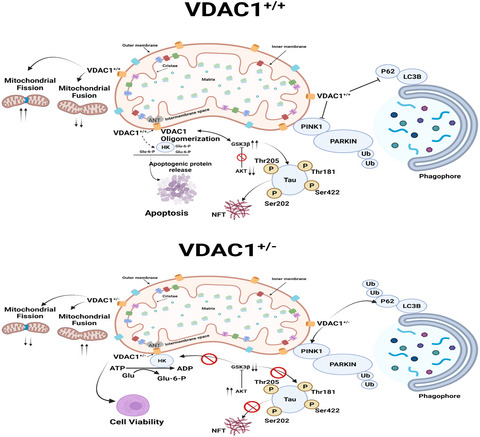 A partial reduction of VDAC1 enhances mitophagy, autophagy, synaptic activities in a transgenic Tau mouse model