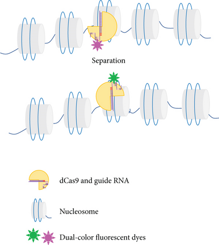 Details are in the caption following the image Details are in the caption following the image