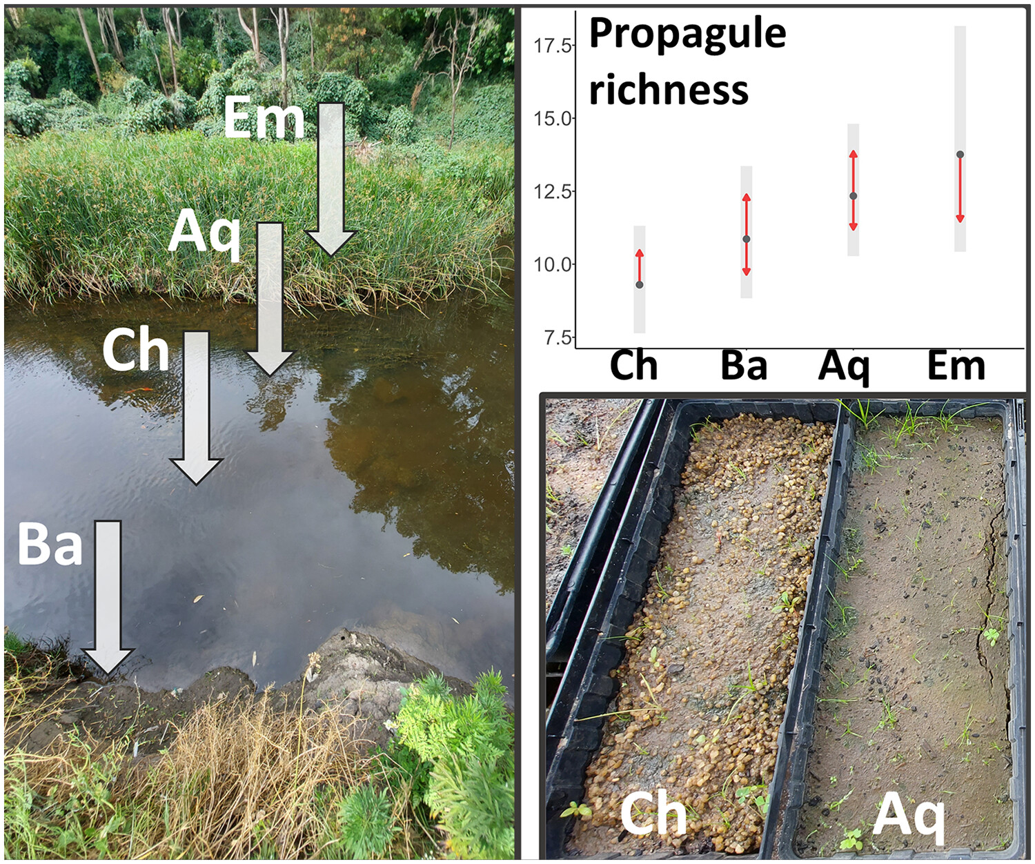 Riverine aquatic plants trap propagules and fine sediment: Implications for ecosystem engineering and management under contrasting land uses