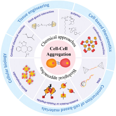 Chemical–biological approaches for the direct regulation of cell–cell aggregation Issue 2, 2022