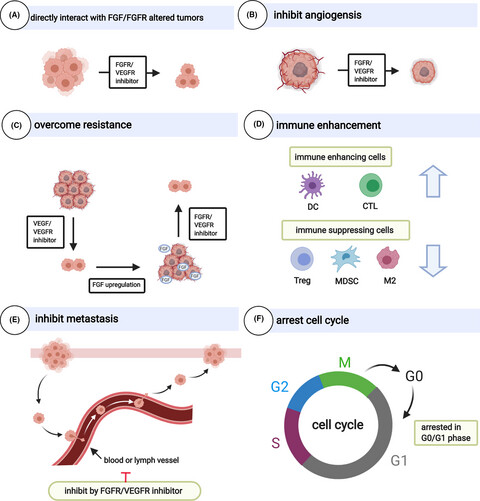 Inhibition of FGF-FGFR and VEGF-VEGFR signalling in cancer treatment