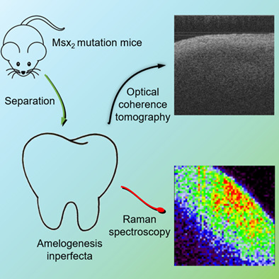 Quantitative label-free optical technique to analyze the ultrastructure changes and spatiotemporal relationship of enamel induced by Msx2 deletion