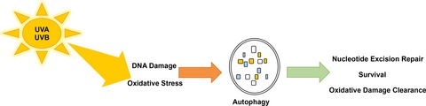 Autophagy in UV Damage Response