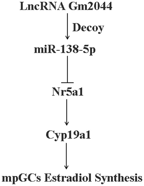 LncRNA Gm2044 promotes 17β-estradiol synthesis in mpGCs by acting as miR-138-5p sponge
