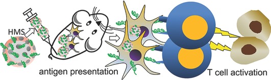 Hollow Structure Improved Anti-Cancer Immunity of Mesoporous Silica Nanospheres In Vivo