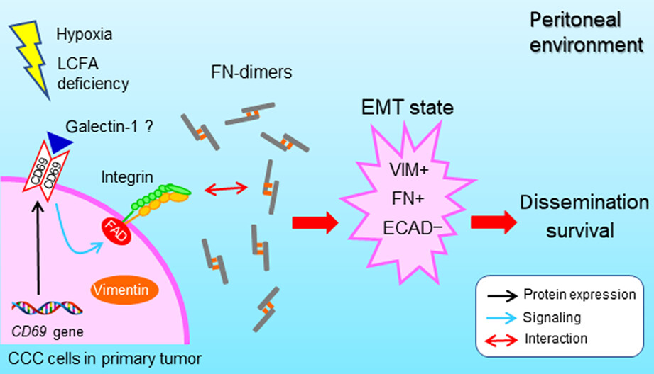 Cancer cell-derived CD69 induced under lipid and oxygen starvation promotes ovarian cancer progression through fibronectin