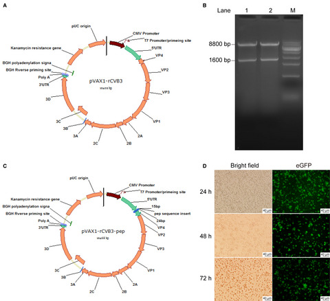 Novel recombinant coxsackievirus B3 with genetically inserted basic peptide elicits robust antitumor activity against lung cancer