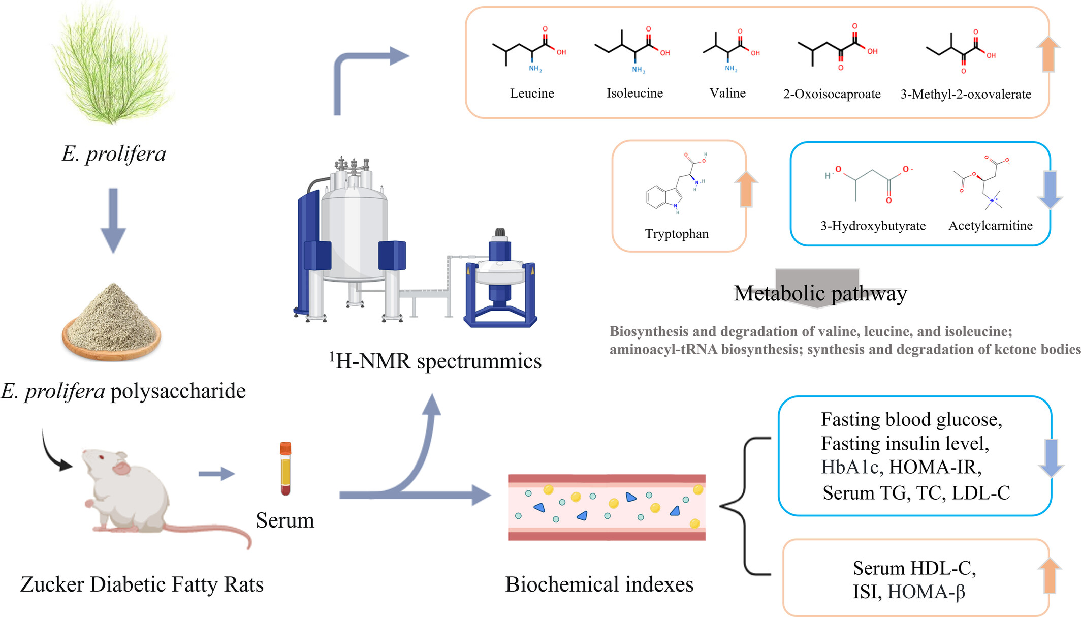 1H-NMR-based metabolomics reveals the preventive effect of Enteromorpha prolifera polysaccharides on diabetes in Zucker diabetic fatty rats