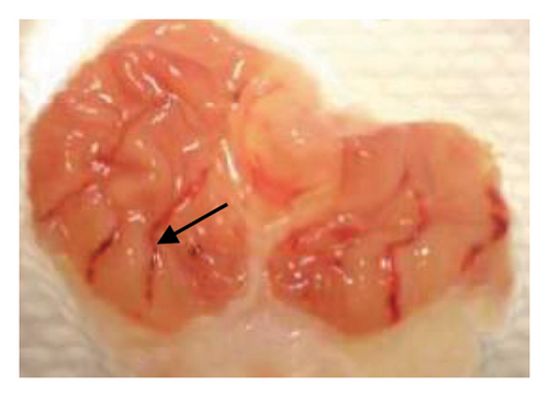 Details are in the caption following the image Details are in the caption following the image