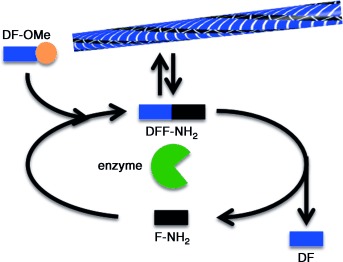 Biocatalytic Pathway Selection in Transient Tripeptide Nanostructures