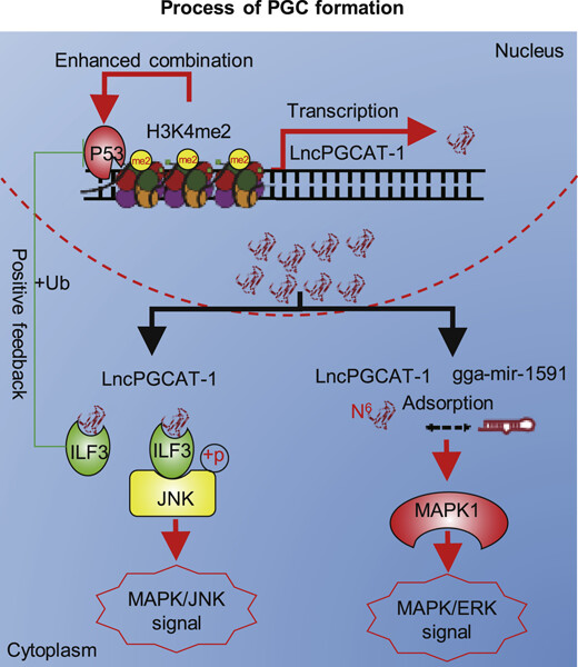 P53 and H3K4me2 activate N6-methylated LncPGCAT-1 to regulate primordial germ cell formation via MAPK signaling