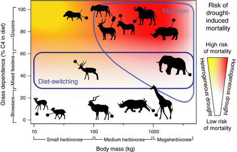 Drought-response strategies of savanna herbivores