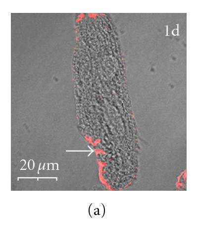Details are in the caption following the image