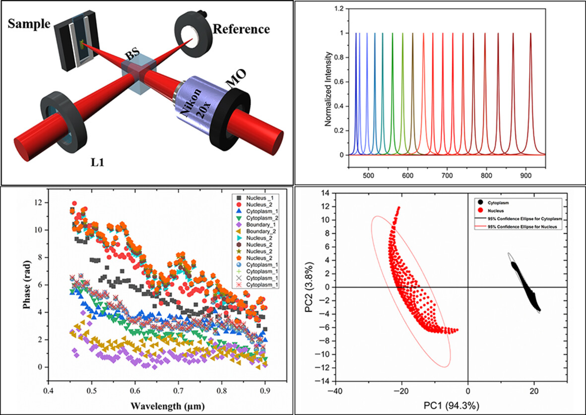 Compact Linnik-type hyperspectral quantitative phase microscope for advanced classification of cellular components