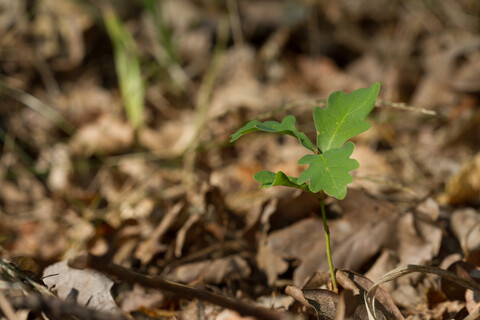 Small-scale genetic structure and mating patterns in an extensive sessile oak forest (Quercus petraea (Matt.) Liebl.)