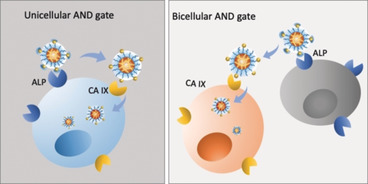 Cellular AND Gates: Synergistic Recognition to Boost Selective Uptake of Polymeric Nanoassemblies