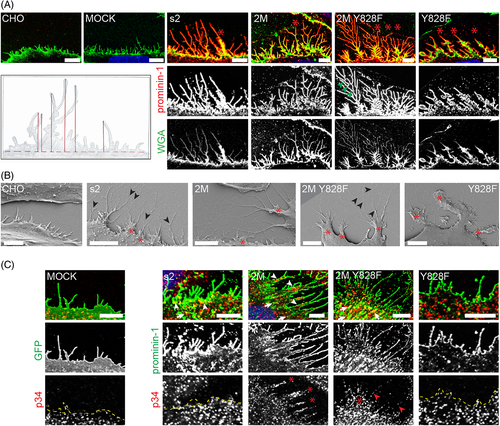 Details are in the caption following the image Details are in the caption following the image