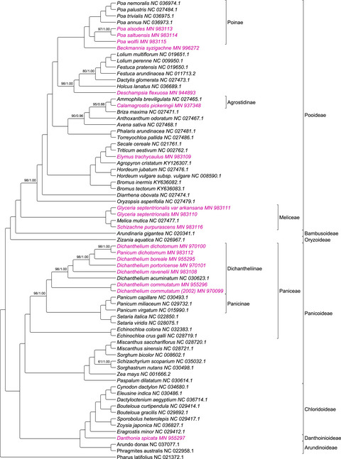 Plastome phylogenomics and phylogenetic diversity of endangered and threatened grassland species (Poaceae) in a North American tallgrass prairie
